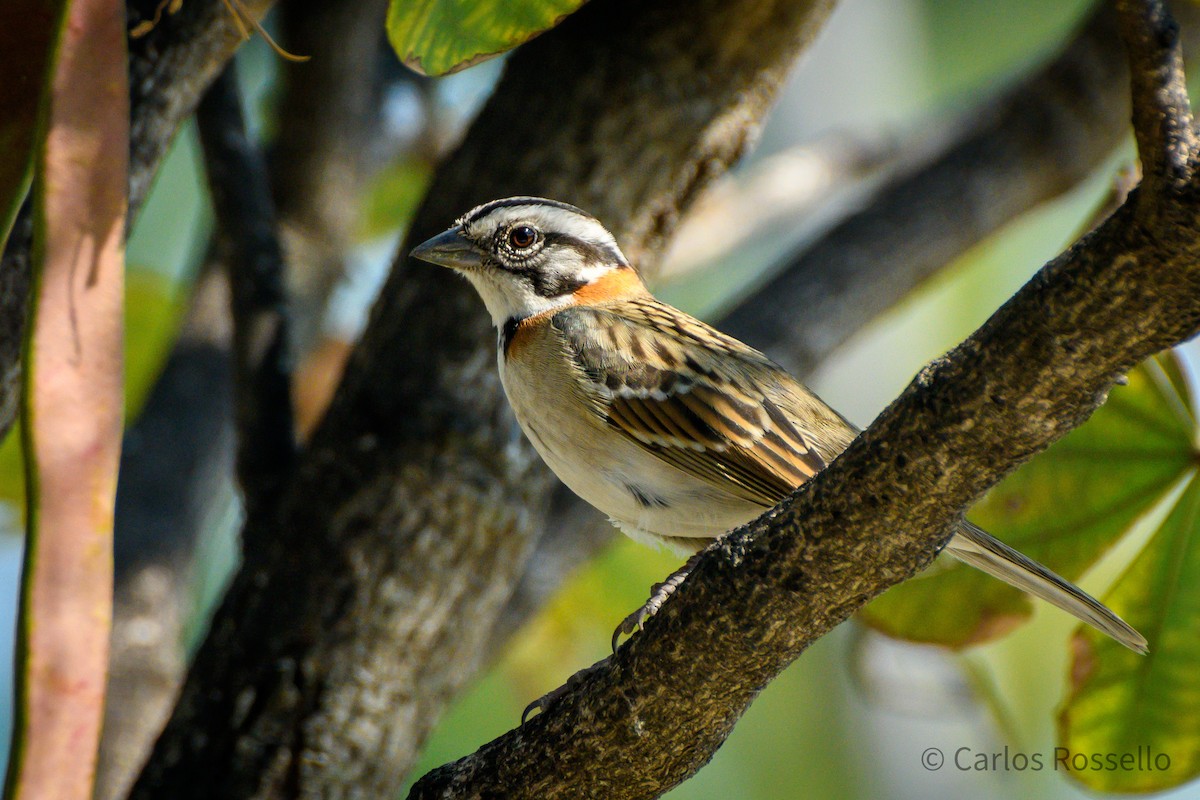 Rufous-collared Sparrow - ML254386761
