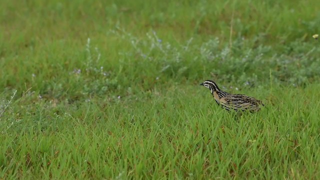 Rain Quail - ML254387501