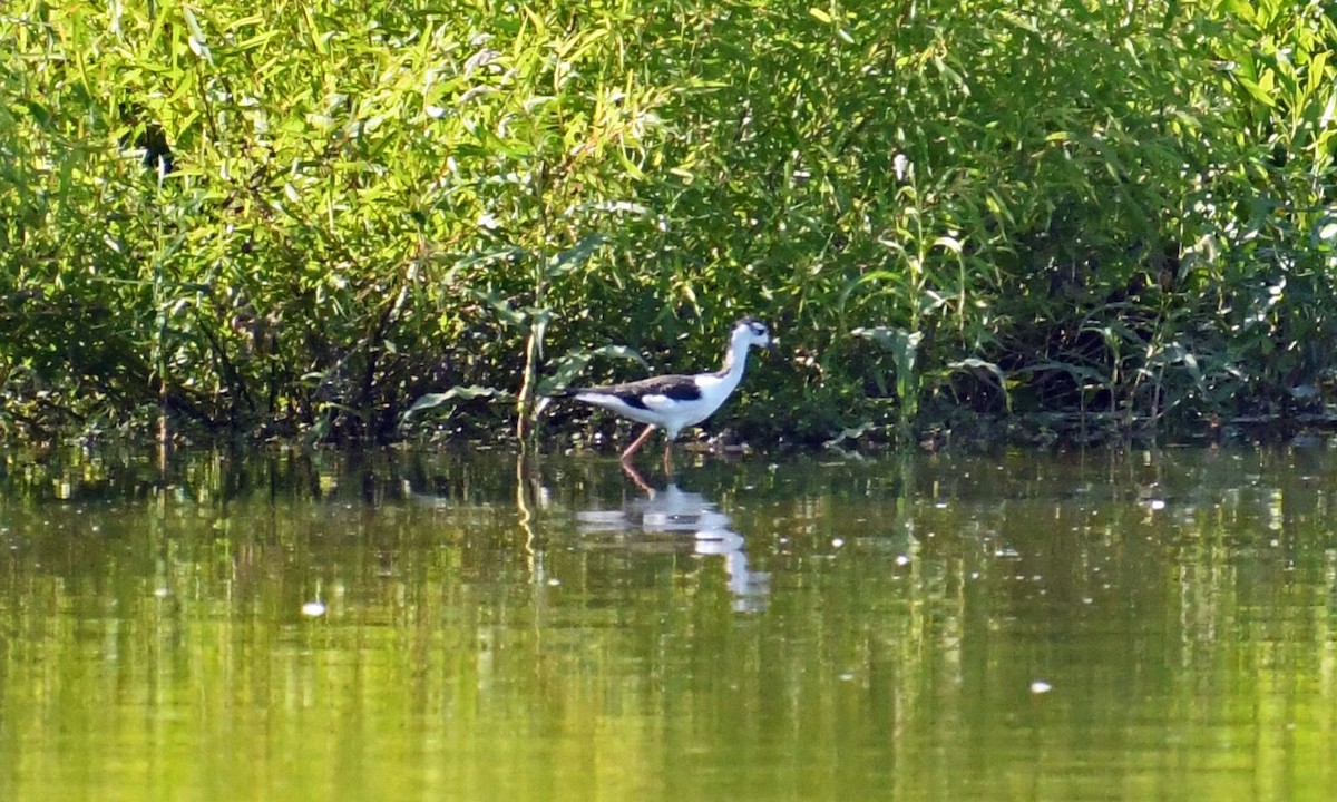 Schwarznacken-Stelzenläufer - ML254390041