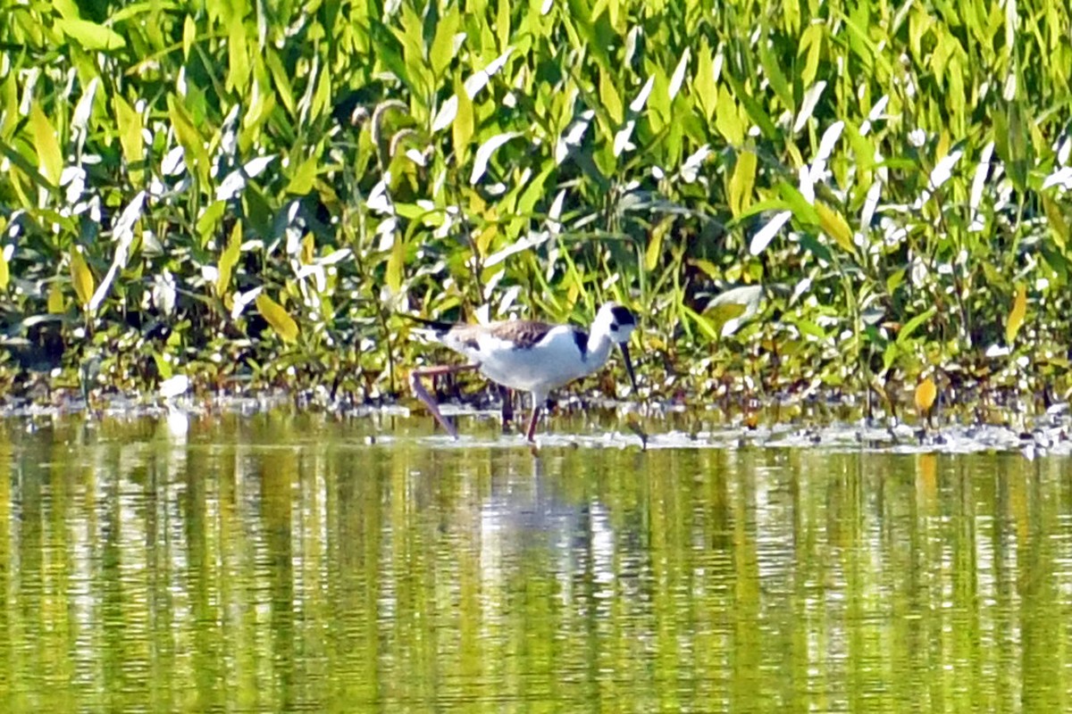 Schwarznacken-Stelzenläufer - ML254390051