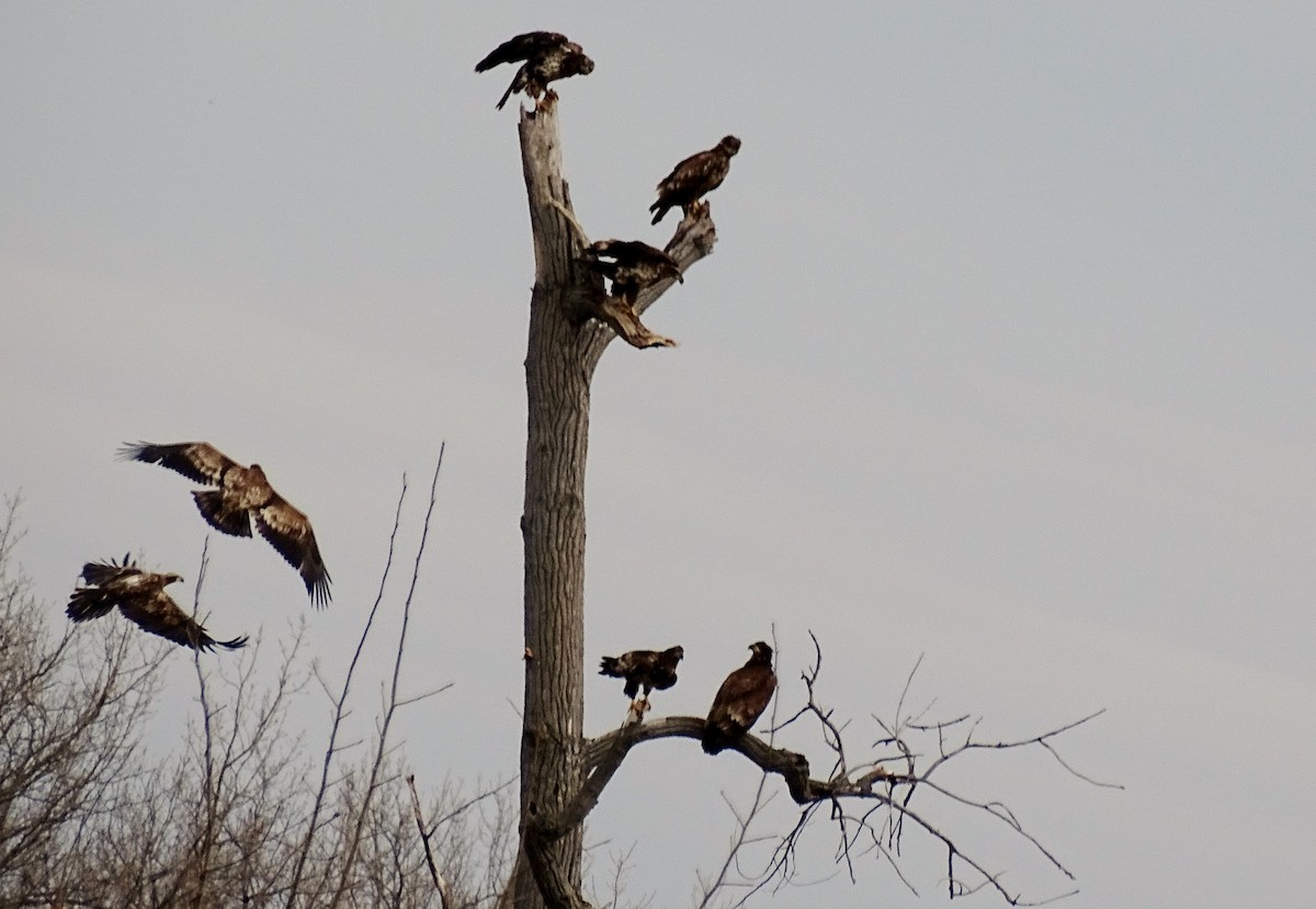 Bald Eagle - ML25439171