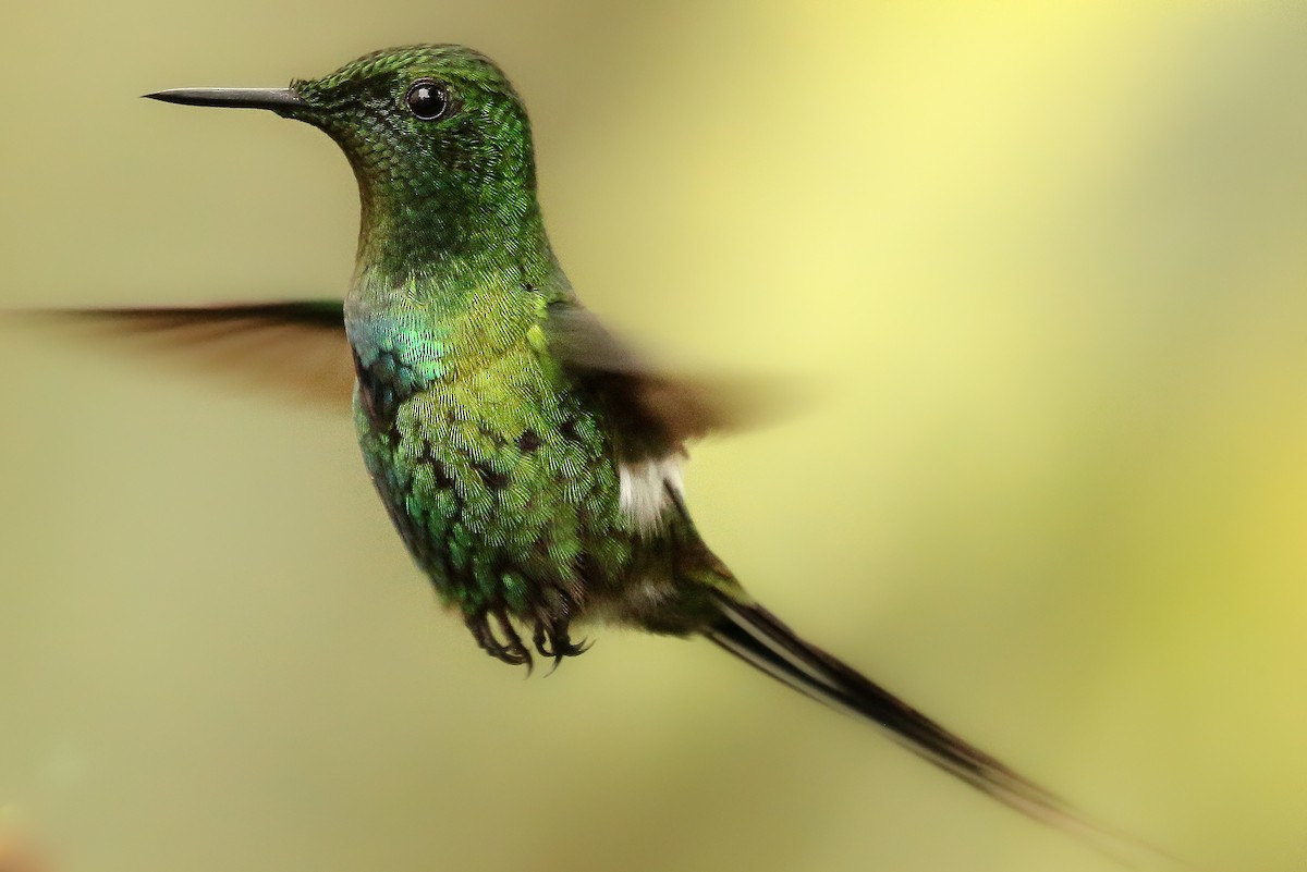 kolibřík trnoocasý - ML254392131