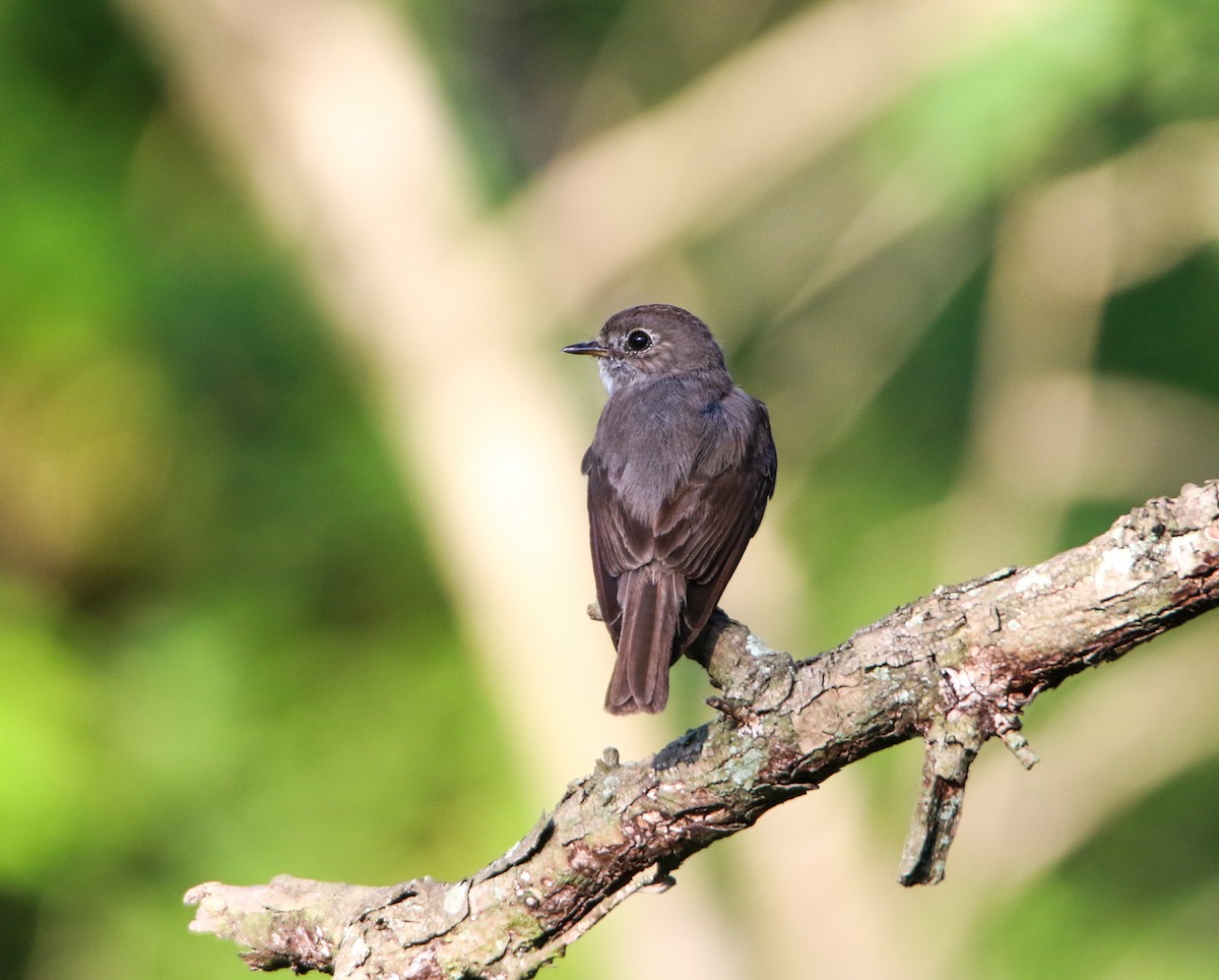 Dark-sided Flycatcher - Sudesh Kumar