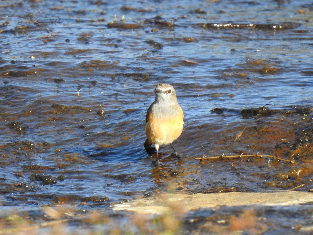 Little Rock-Thrush - ML254392851