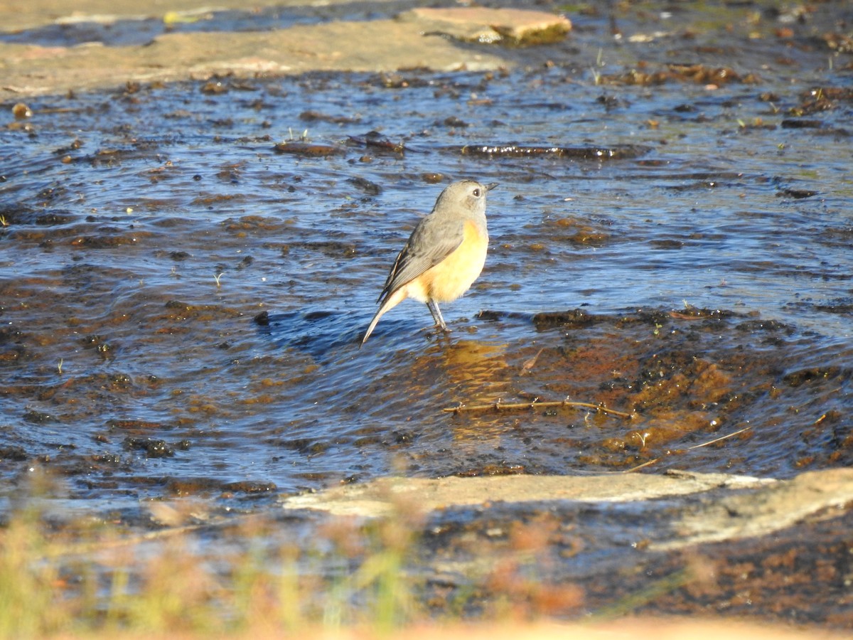 Little Rock-Thrush - ML254392861