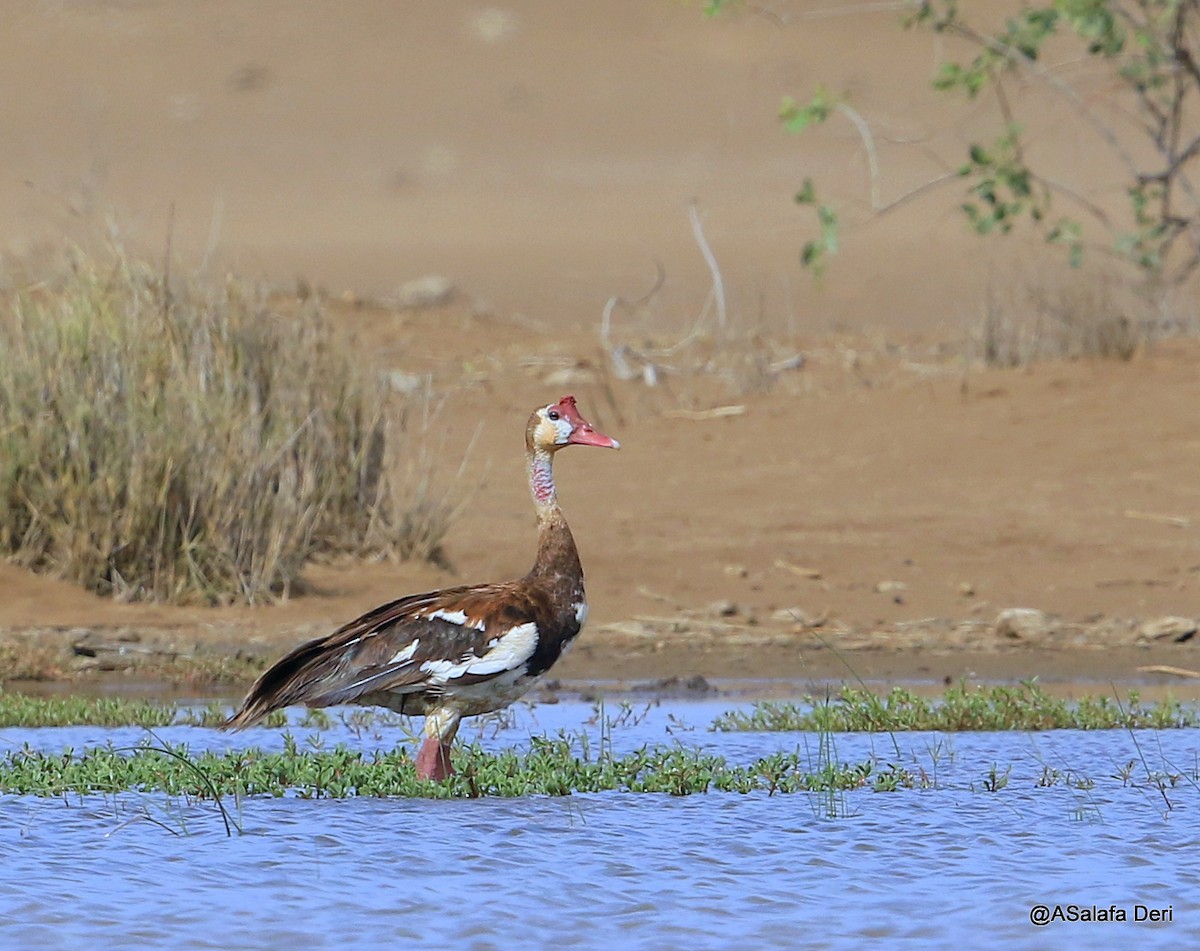 Spur-winged Goose - ML254392971