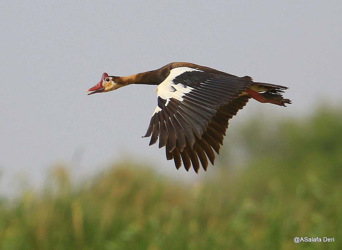 Spur-winged Goose - ML254392991