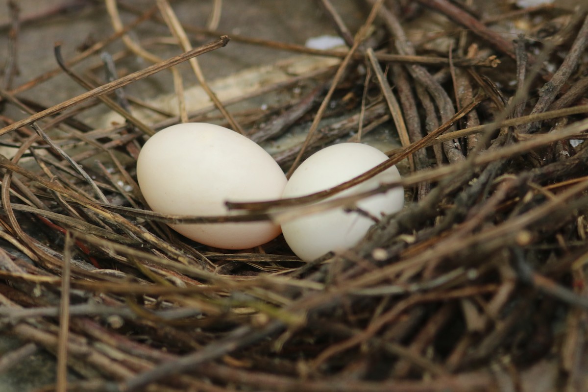 Rock Pigeon (Feral Pigeon) - Deepak Gujar
