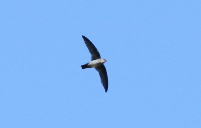 Pygmy Swiftlet - ML254393711