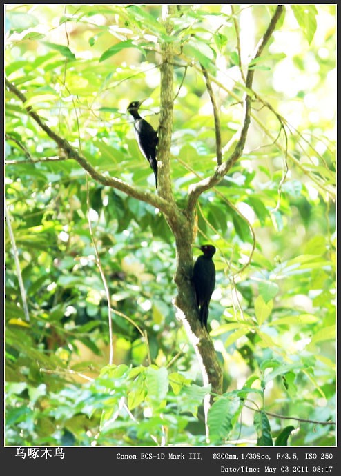 Northern Sooty-Woodpecker - ML254393781