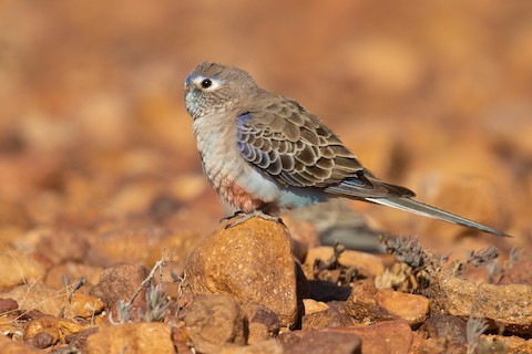 Bourke's Parrot - Neopsephotus bourkii - メディア検索
