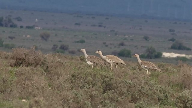 Australian Bustard - ML254395821