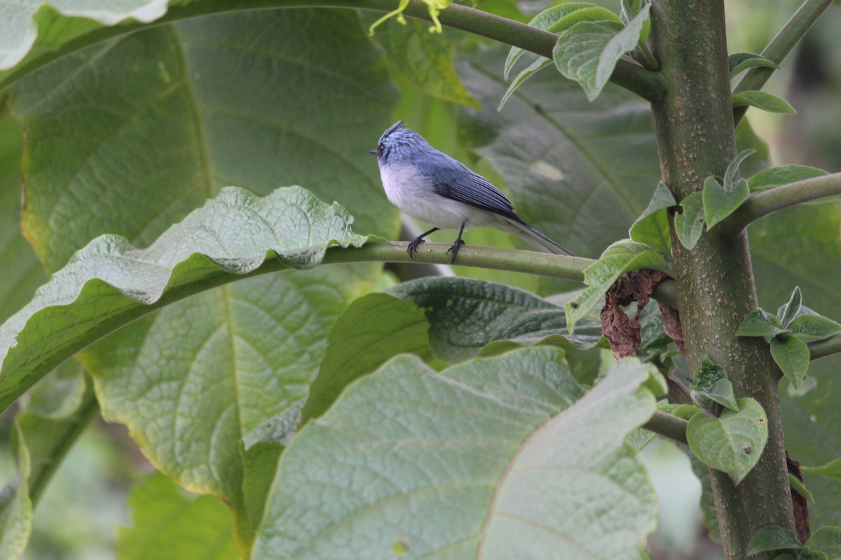 White-tailed Blue Flycatcher - Gad  Niwihisemo