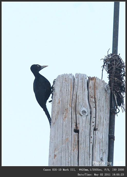 Northern Sooty-Woodpecker - ML254396961