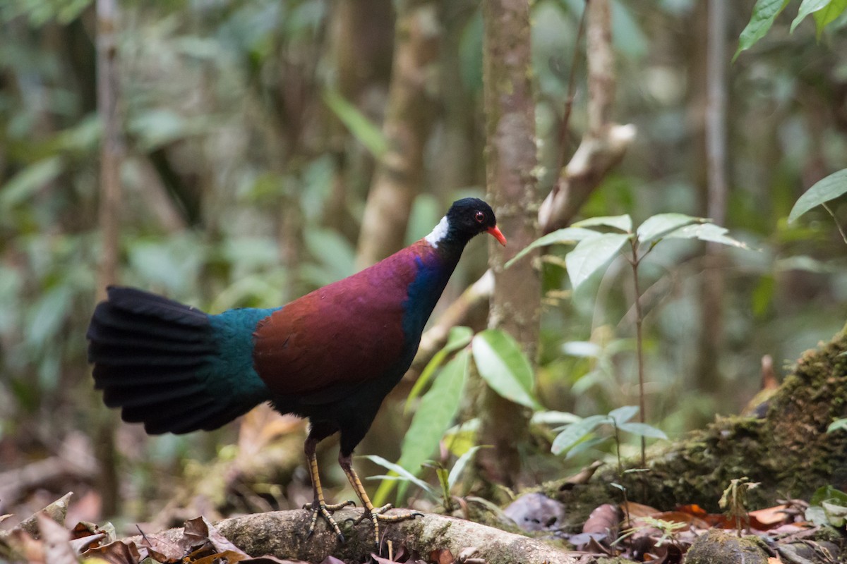 Pheasant Pigeon - ML254397181