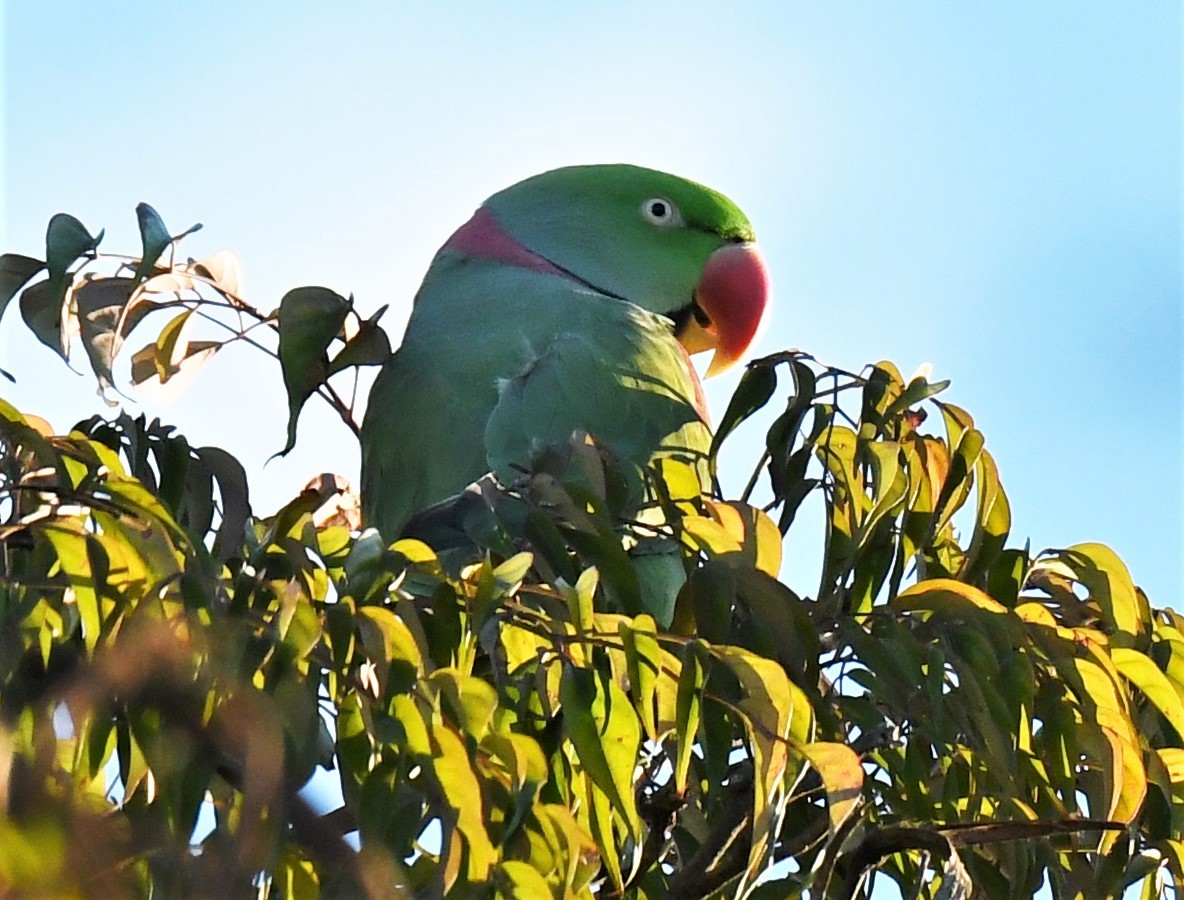 Alexandrine Parakeet - ML254397501