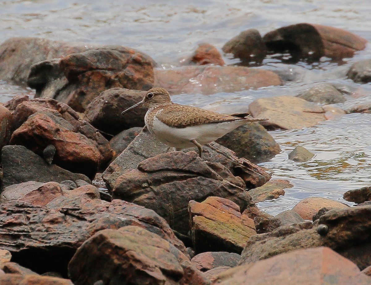 Common Sandpiper - Neoh Hor Kee