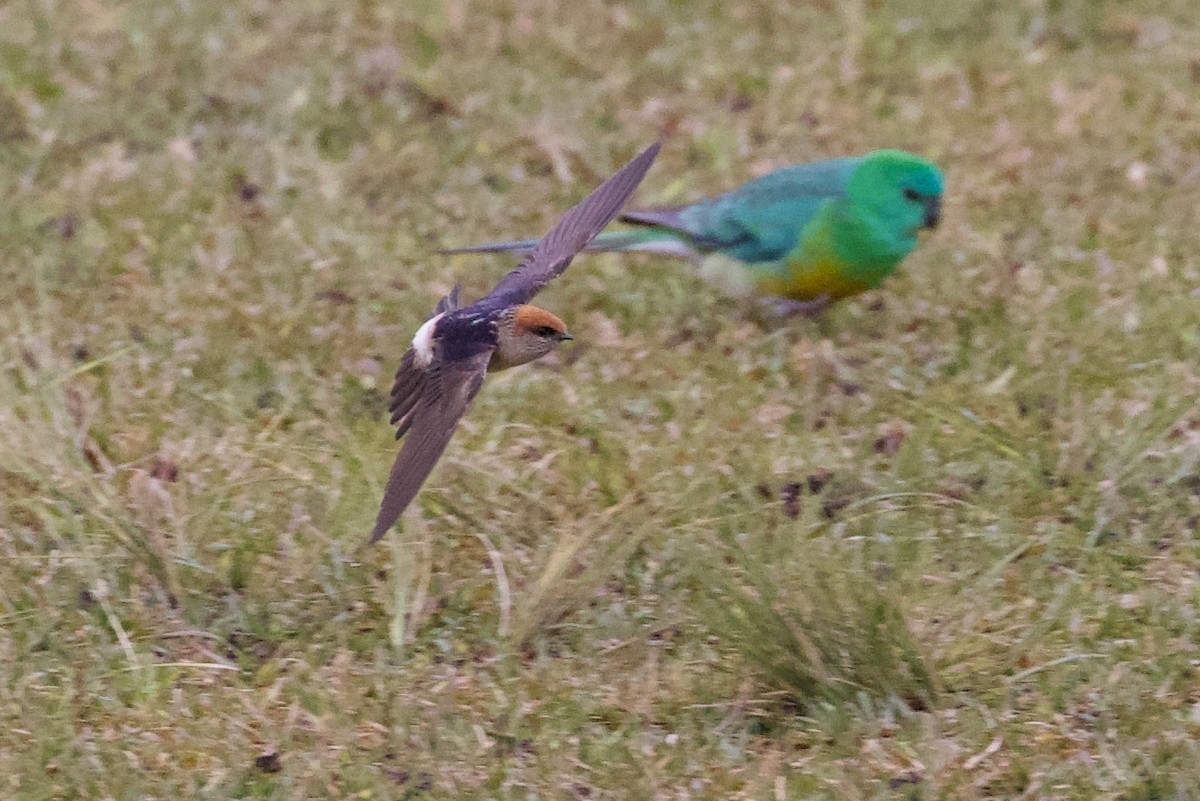 Fairy Martin - ML254398881