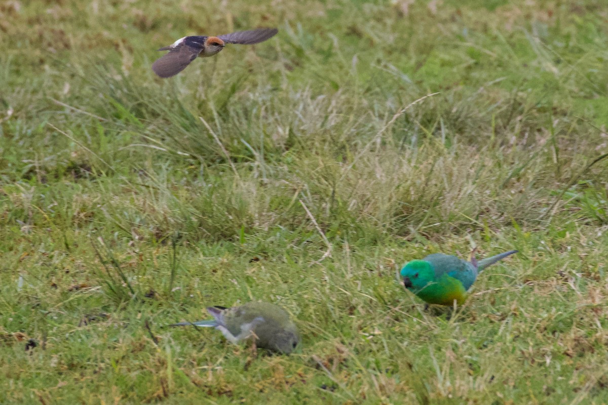 Golondrina Ariel - ML254398941