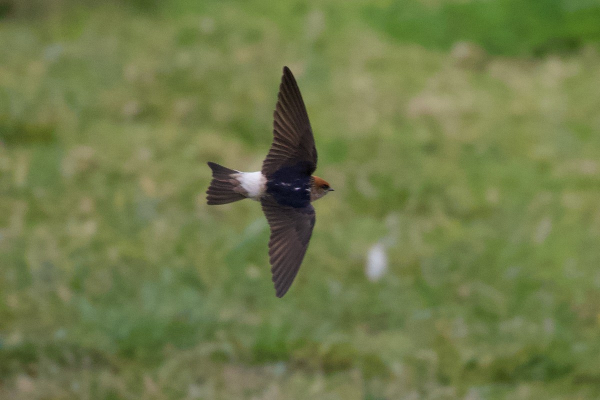 Fairy Martin - ML254399051