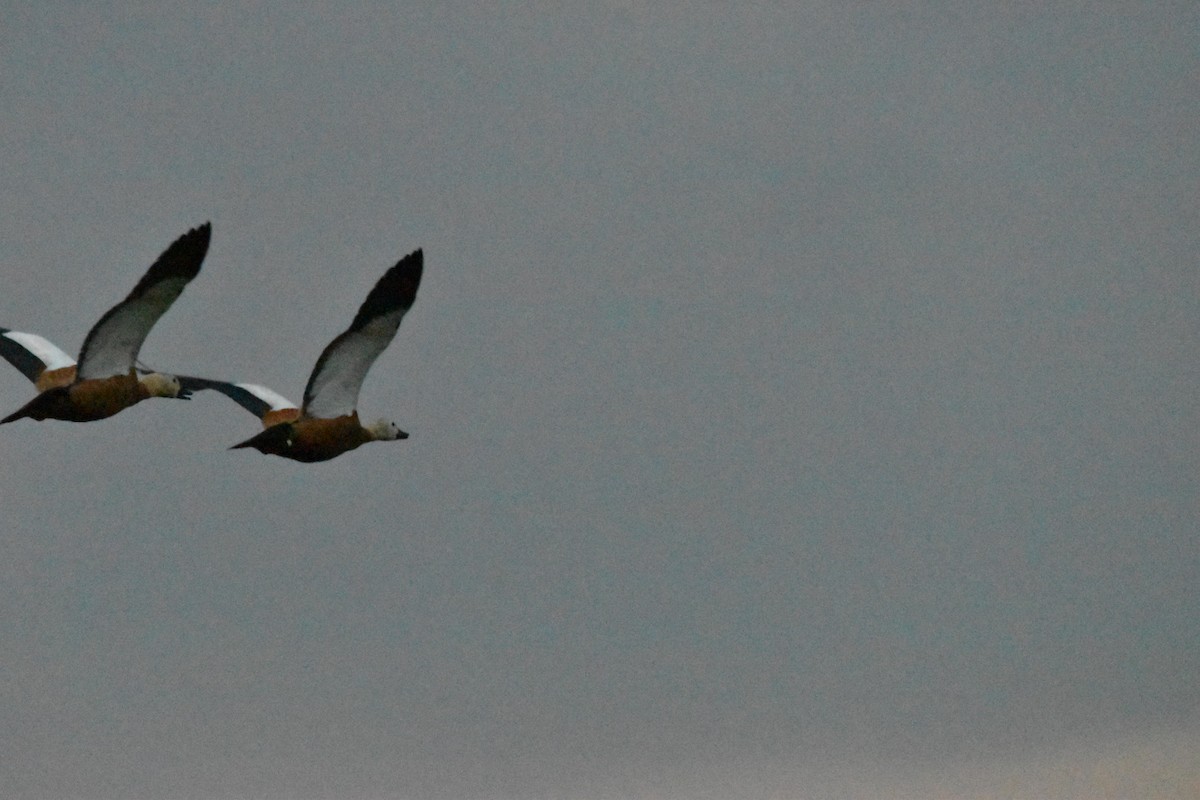 Ruddy Shelduck - Eduardo Gracia fuster