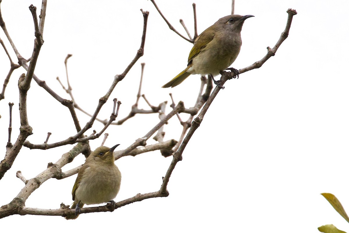 Brown Honeyeater - ML254399311