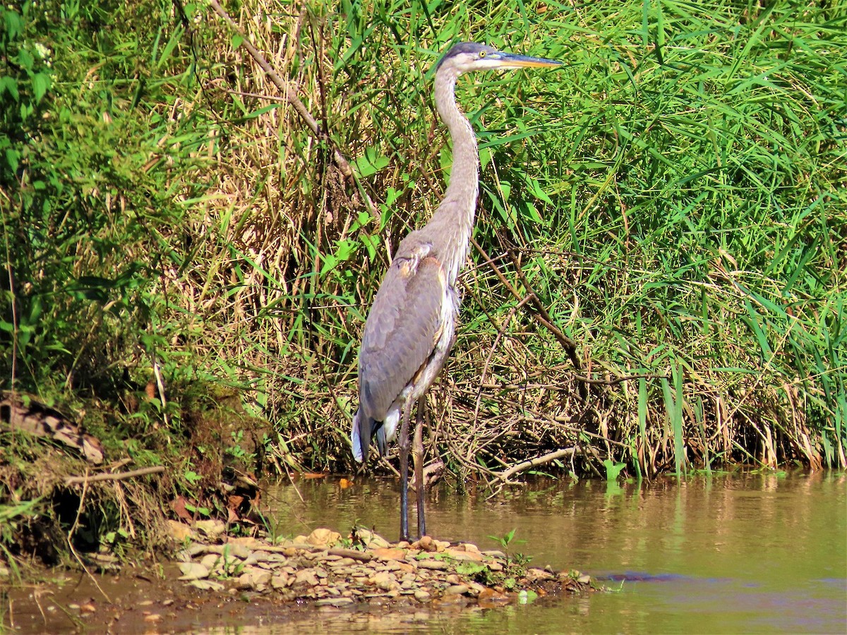 Great Blue Heron - ML254399441