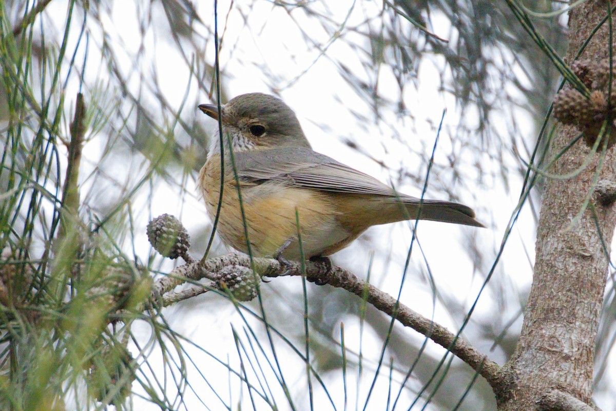 Rufous Whistler - ML254399691