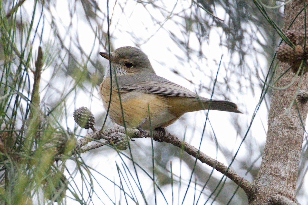 Rufous Whistler - ML254399691