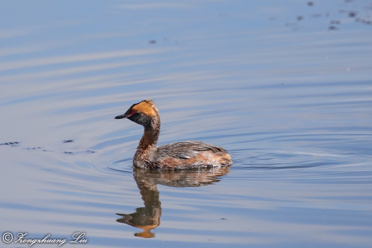 Horned Grebe - ML254399711