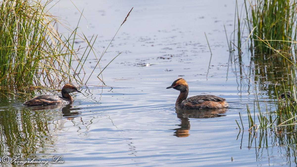 Horned Grebe - ML254399731