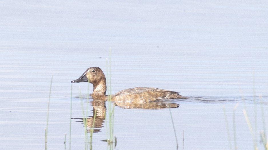 Common Pochard - ML254400271