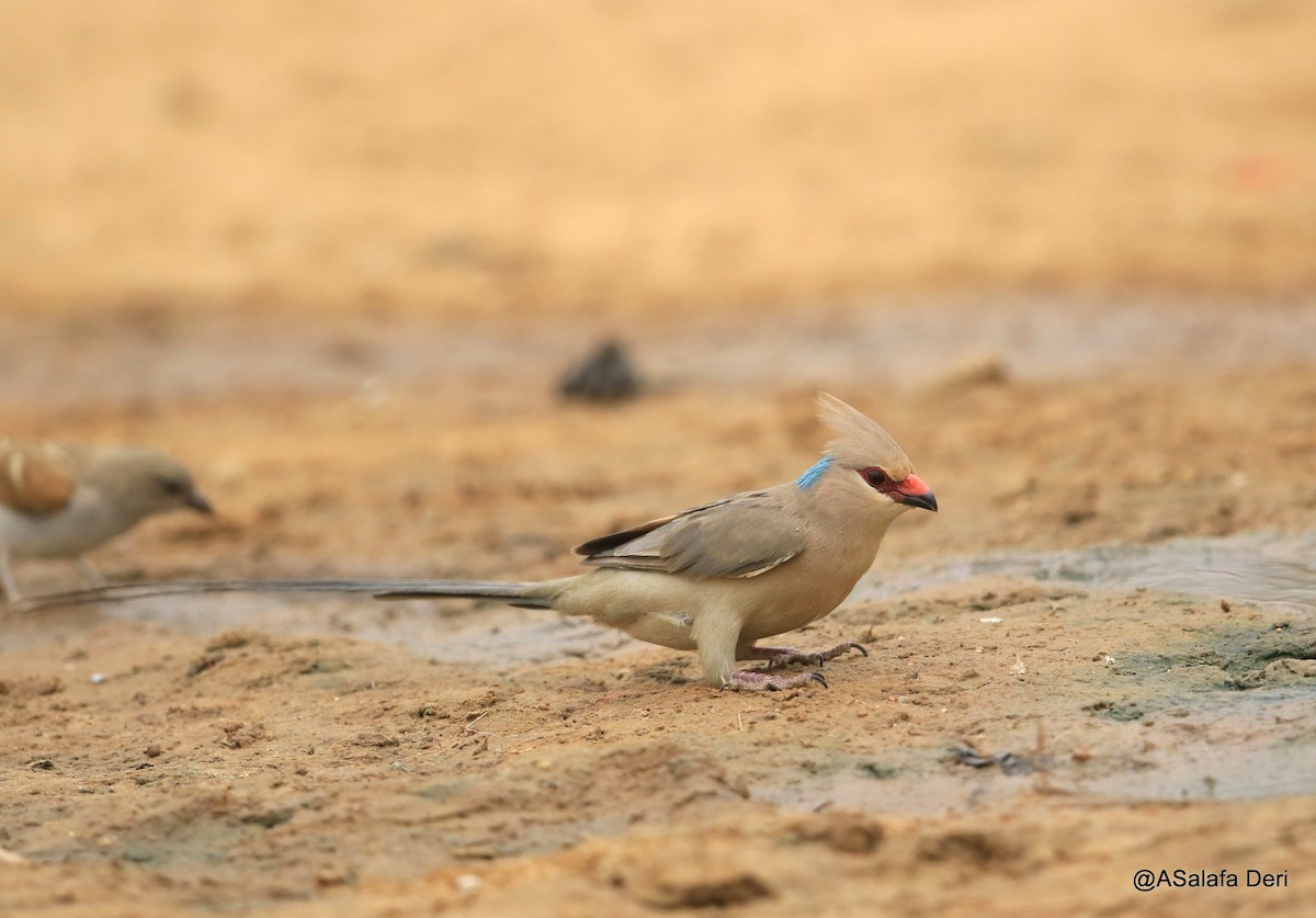 Blue-naped Mousebird - ML254401171