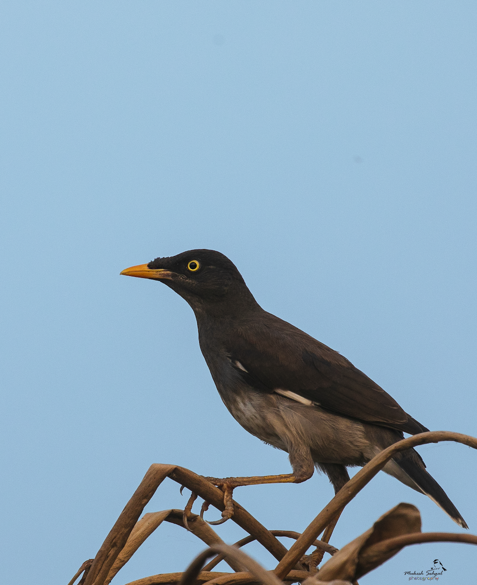 Jungle Myna - ML254401251