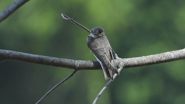 Ластівка берегова - ML254401581