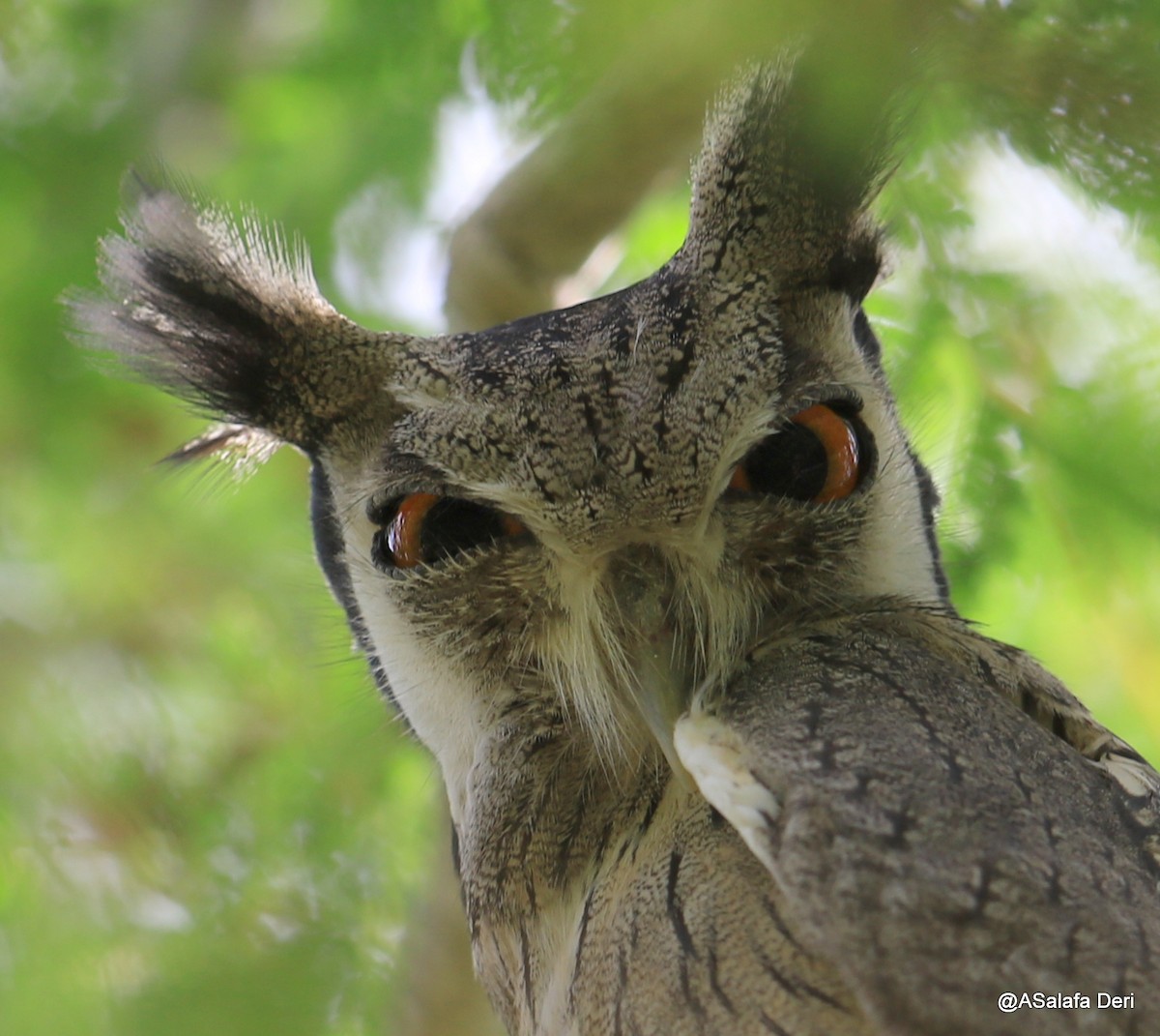 Northern White-faced Owl - Fanis Theofanopoulos (ASalafa Deri)