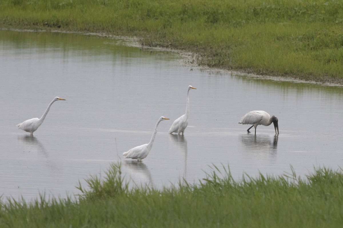 Wood Stork - Michael Bowen