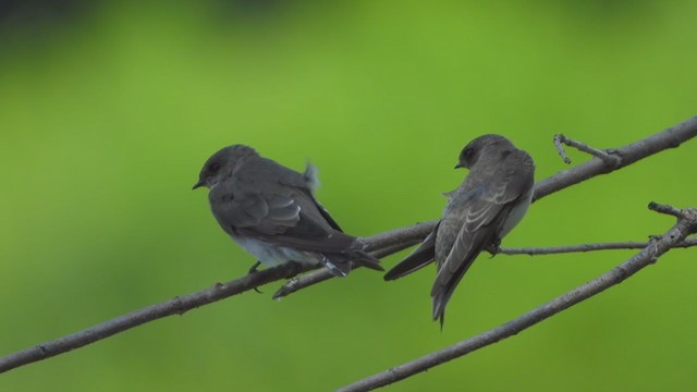 Bank Swallow - ML254404101