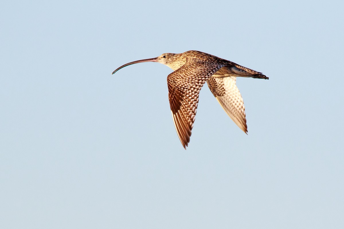 Far Eastern Curlew - Steven Pratt