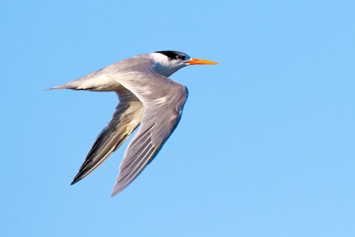 Lesser Crested Tern - ML254404901