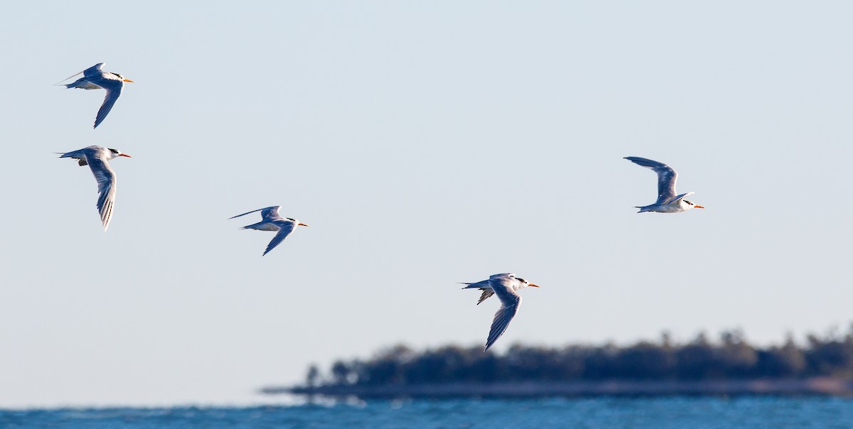 Lesser Crested Tern - ML254404911