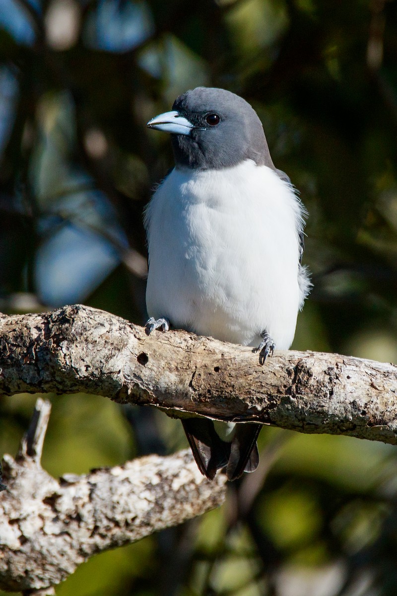 White-breasted Woodswallow - ML254404921