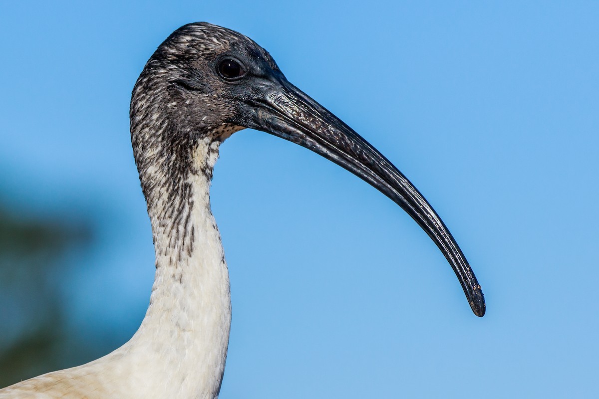 Australian Ibis - ML254405151