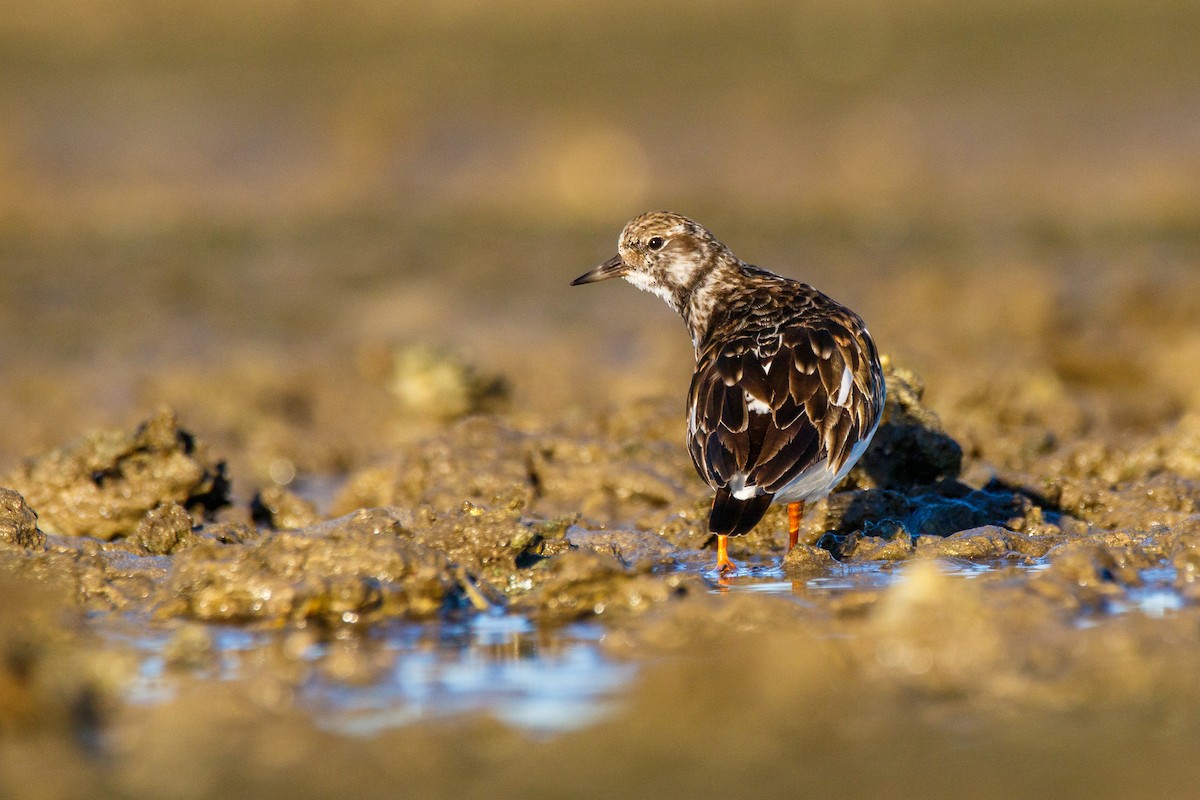 Ruddy Turnstone - ML254405191