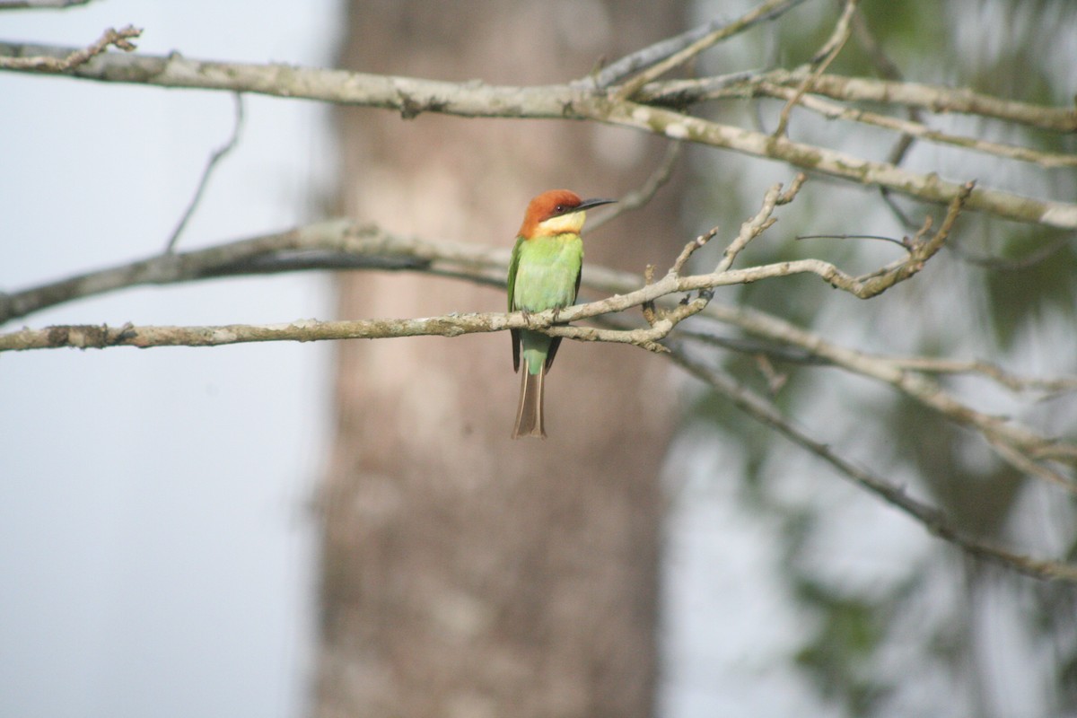 Chestnut-headed Bee-eater - David Marques