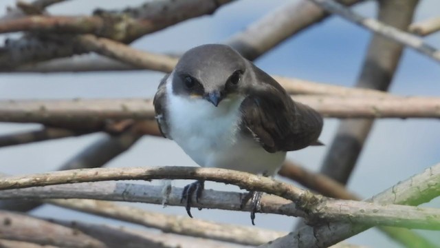 Tree Swallow - ML254406771