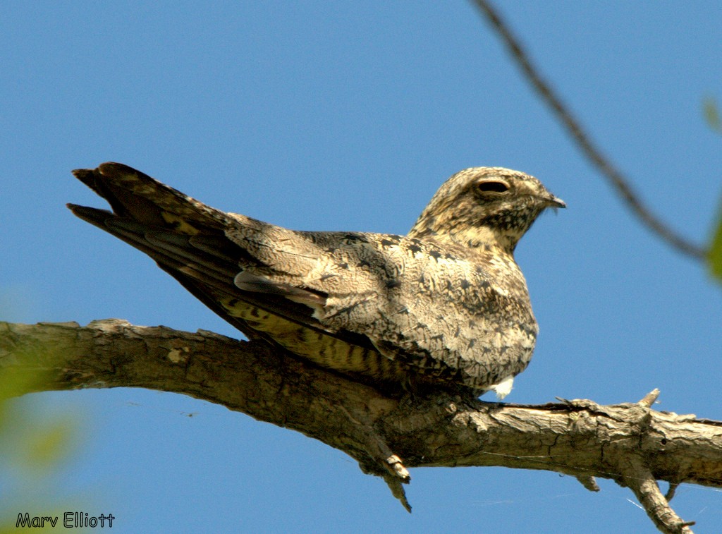 Common Nighthawk - ML25440831