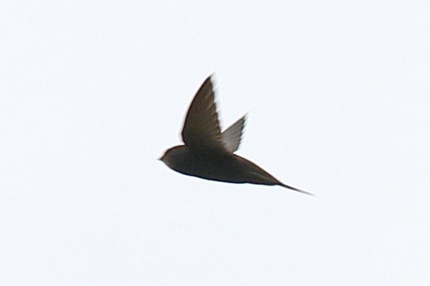 Common Swift - ML254408441