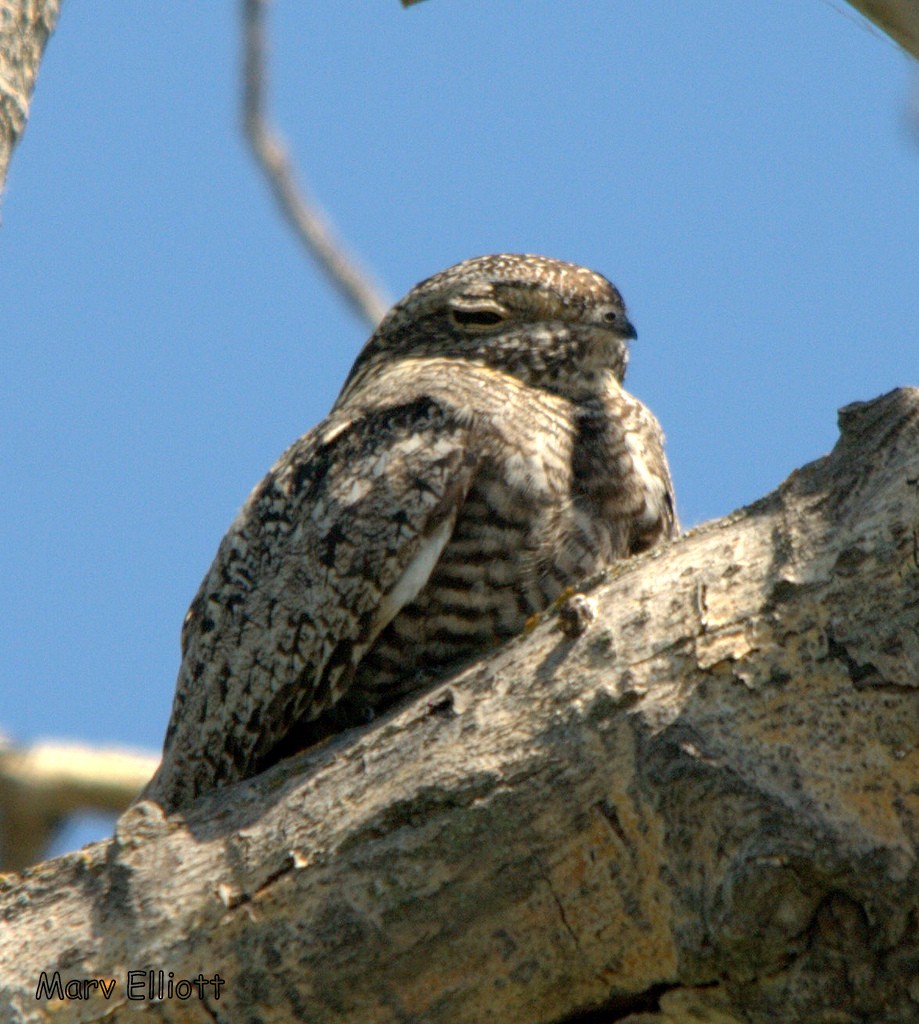 Common Nighthawk - Susan Elliott