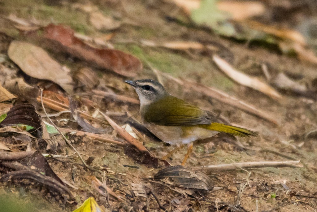 Riverbank Warbler - ML25440931